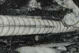 Polished Fossil Orthoceras (Cephalopod) - Morocco #138403-1